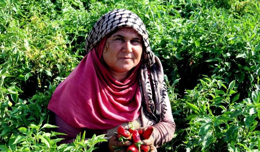 En acı hasat başladı