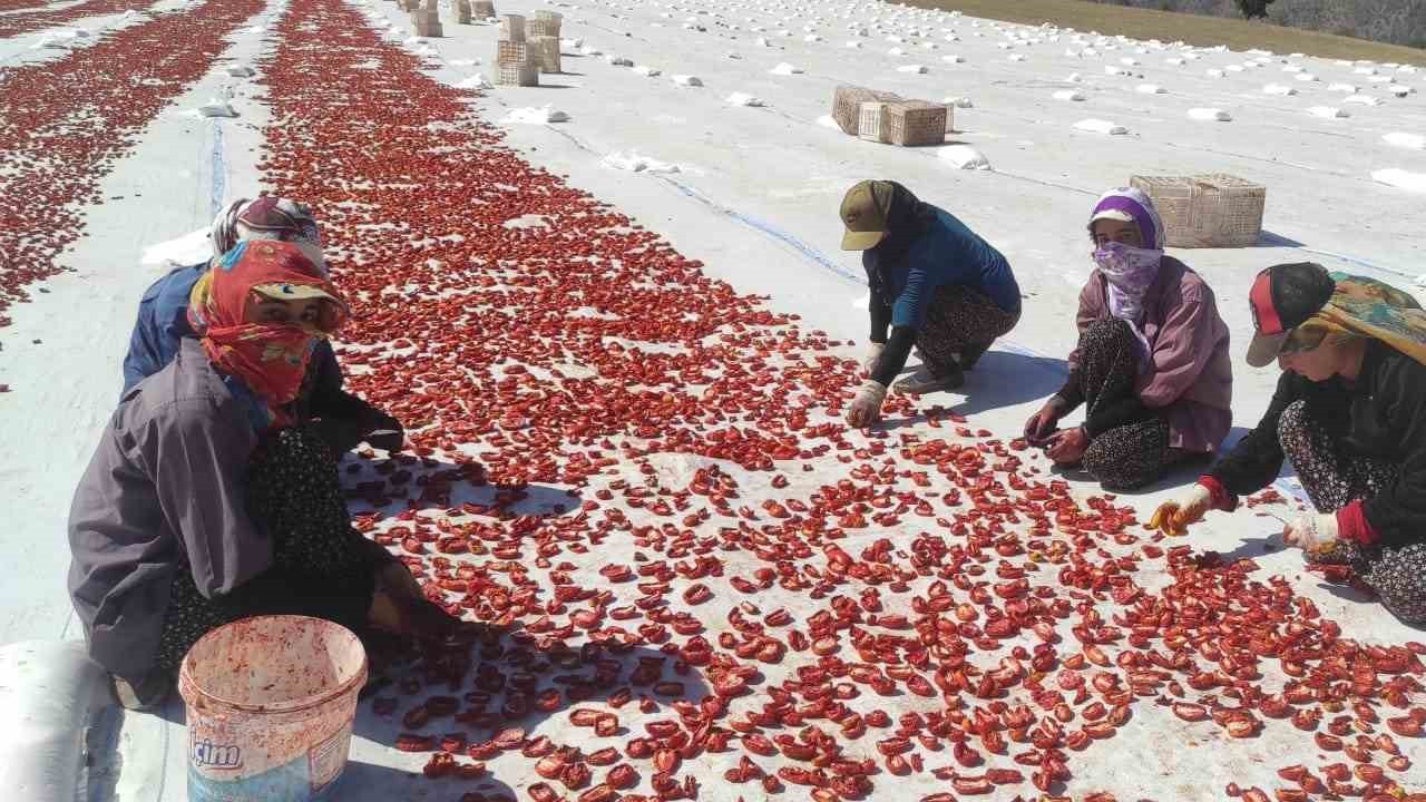 Kurutmalık domates gençlere iş olanağı sağlıyor