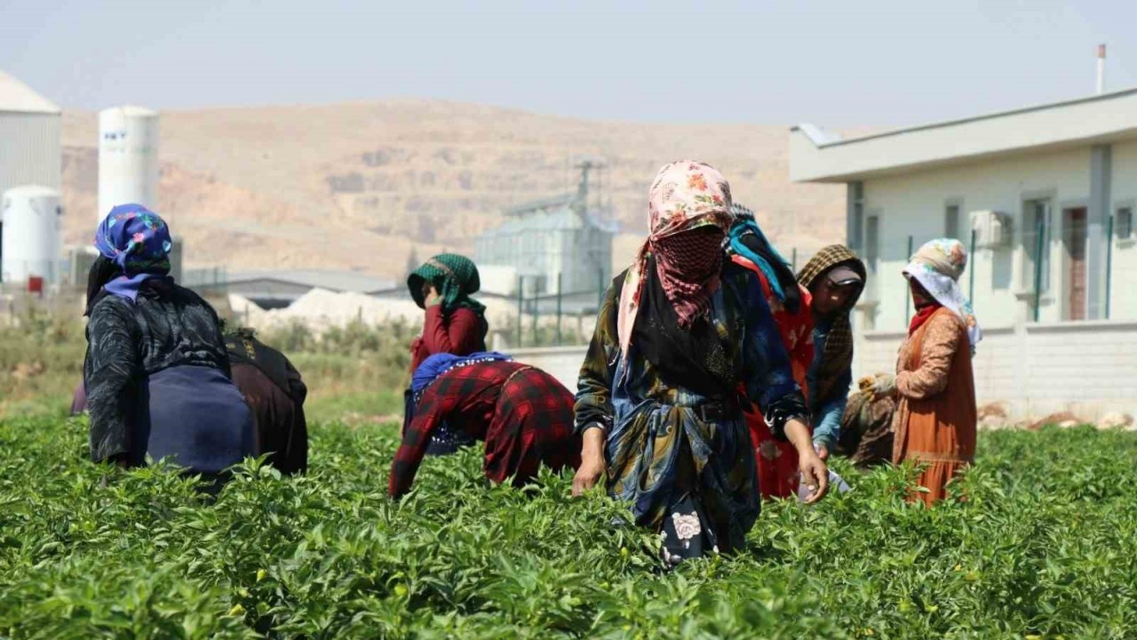 Belediyenin sera ve tarlalarında biber hasadı başladı