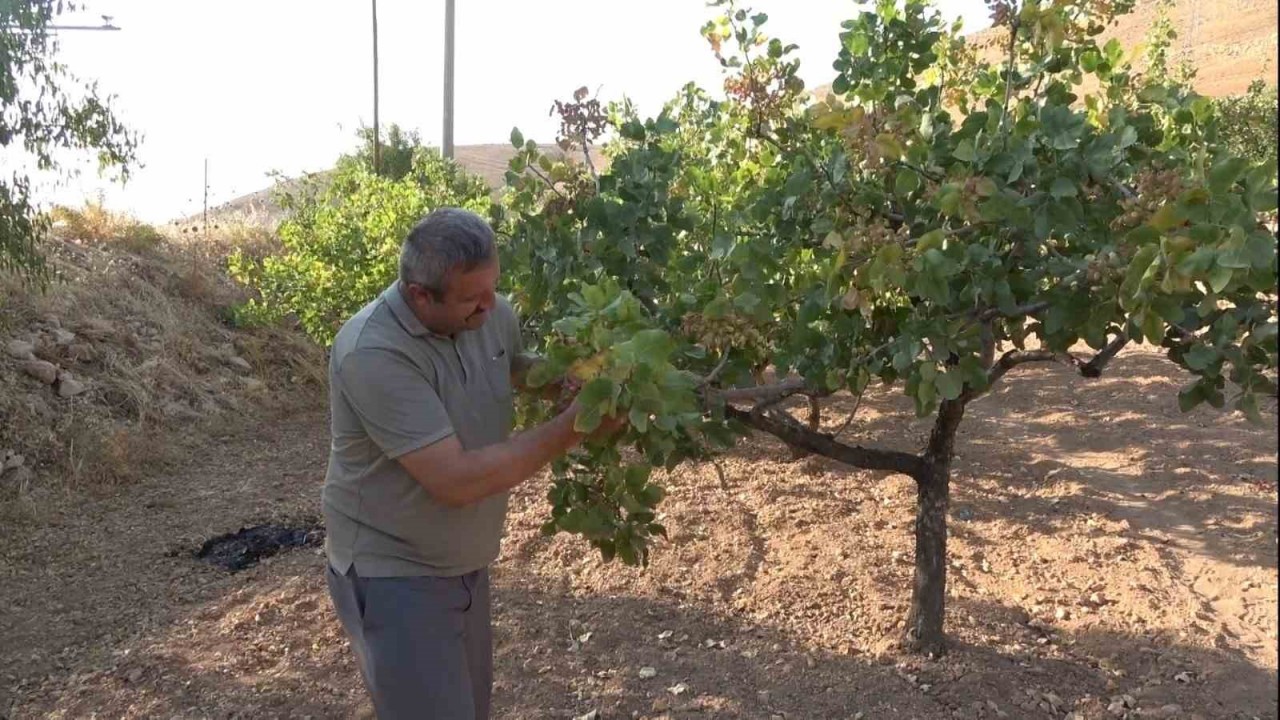 Dolu ve aşırı sıcaklar Siirt fıstığını etkiledi