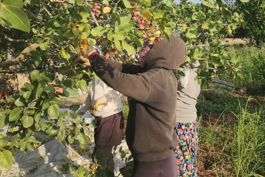 Diyarbakır fıstığında hasat başladı