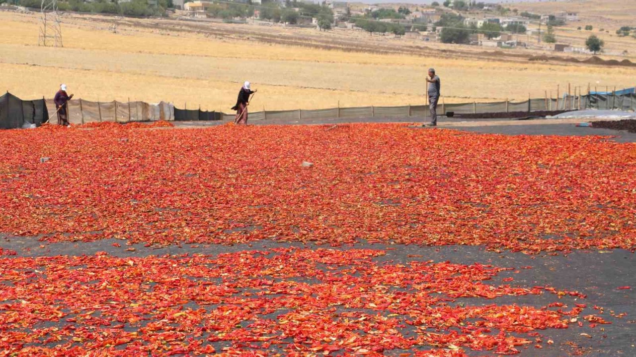 Şanlıurfa’da isotun acı serüveni başladı