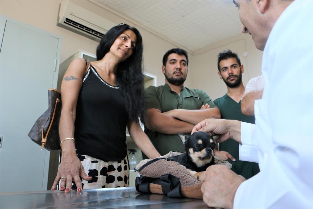 Rocky isimli köpek şifayı Diyarbakır’da buldu