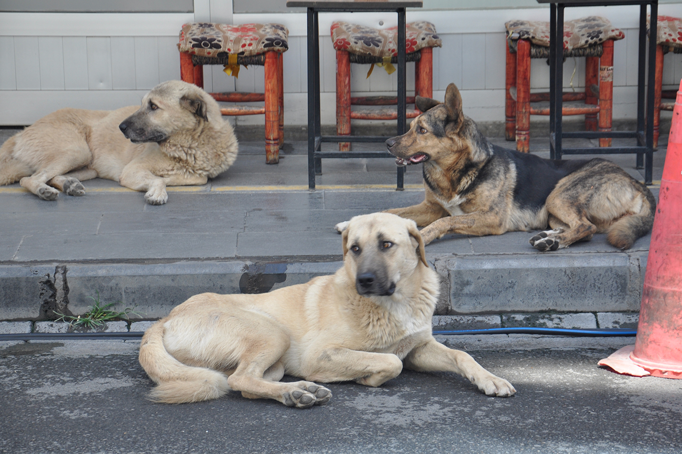 Başıboş köpek sorunlarına bilimsel bakış