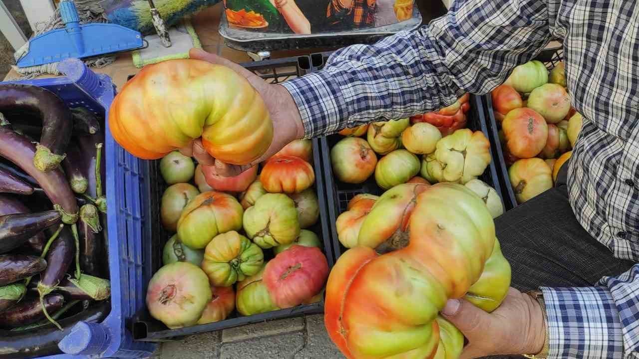 Dev köy domatesini görenler şaşkınlığını gizleyemiyor - VİDEOLU