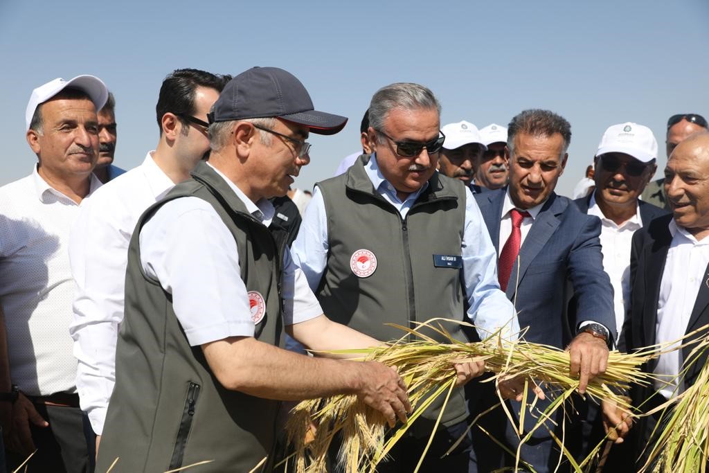 Tescilli Karacadağ pirincinin hasadına başlandı