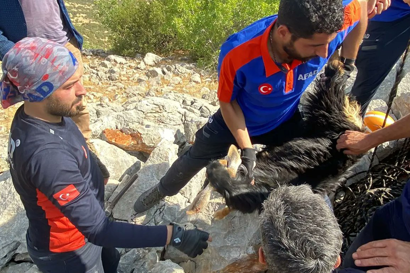 Kayalıkta mahsur kalan keçiyi AFAD ve itfaiye ekipleri kurtardı - VİDEOLU