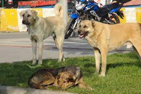 Kuduz aşısı olan çocuğu köpek ısırdı