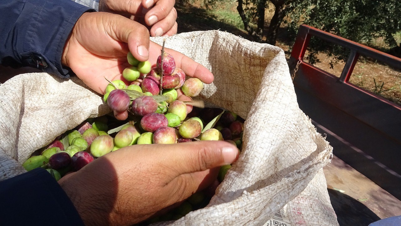 Zeytin hasadında yüksek rekolte bekleniyor