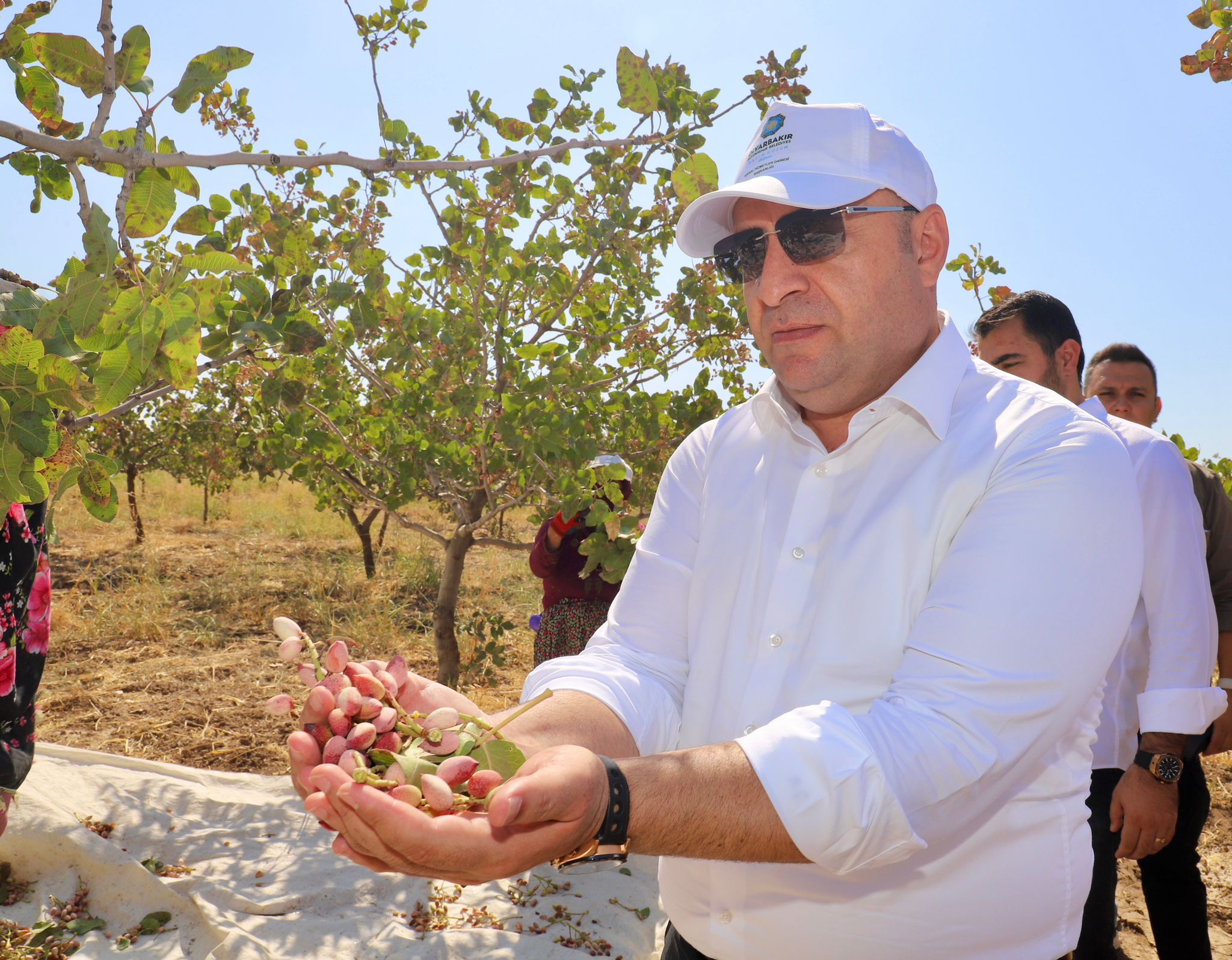 Diyarbakır'da fıstık hasadı başladı