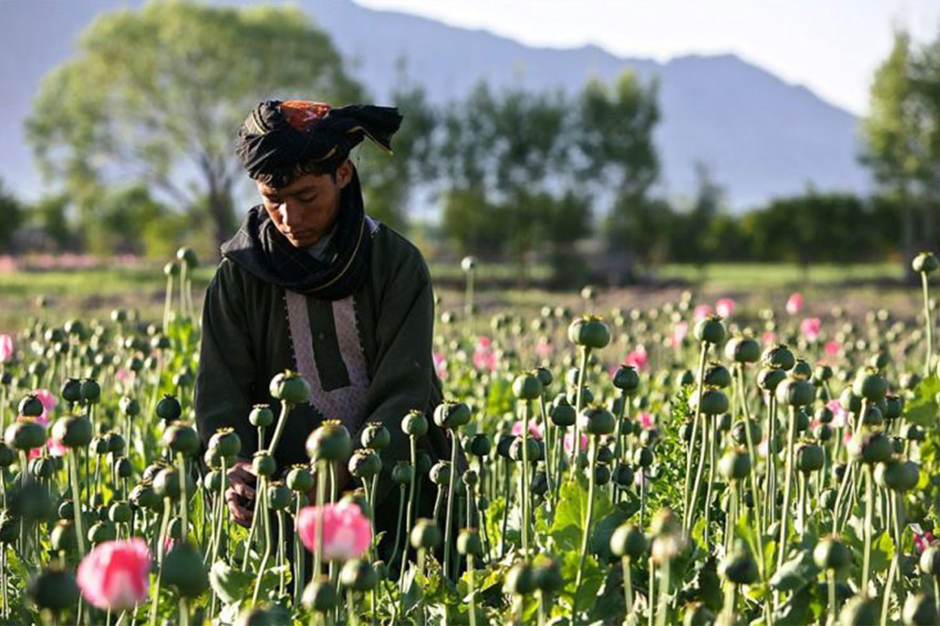 Afganistan'ın uyuşturucuyla mücadelesinde büyük başarı: Afyon ekimi yüzde 95 azaldı