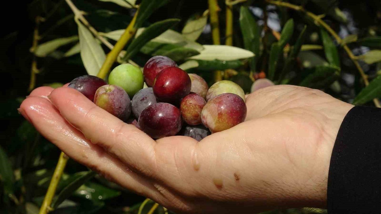 Zeytin ağaçlarında rekolte düşük verim yüksek çıktı