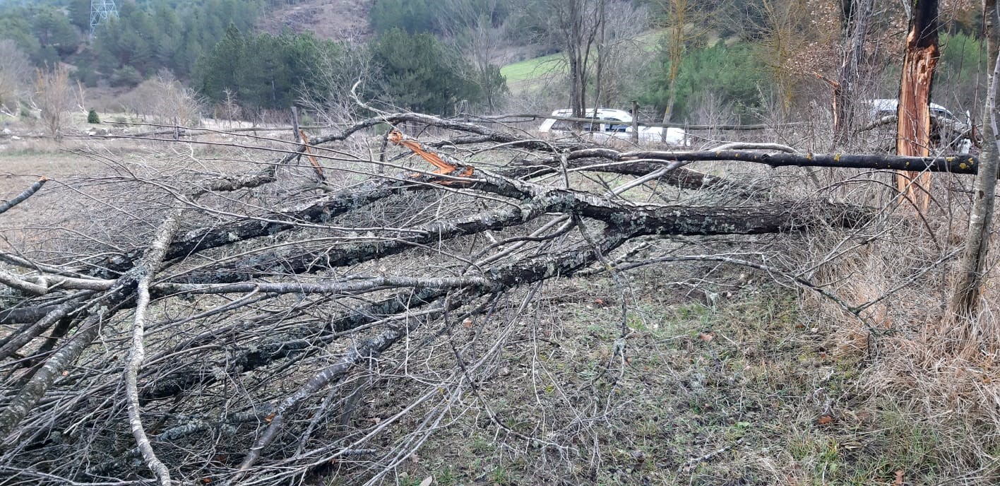 Fırtına ortalığı birbirine kattı, onlarca ağaç devrildi