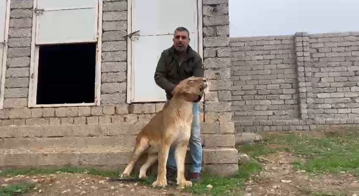 Aslanı 20 günde sağlığına kavuşturdu