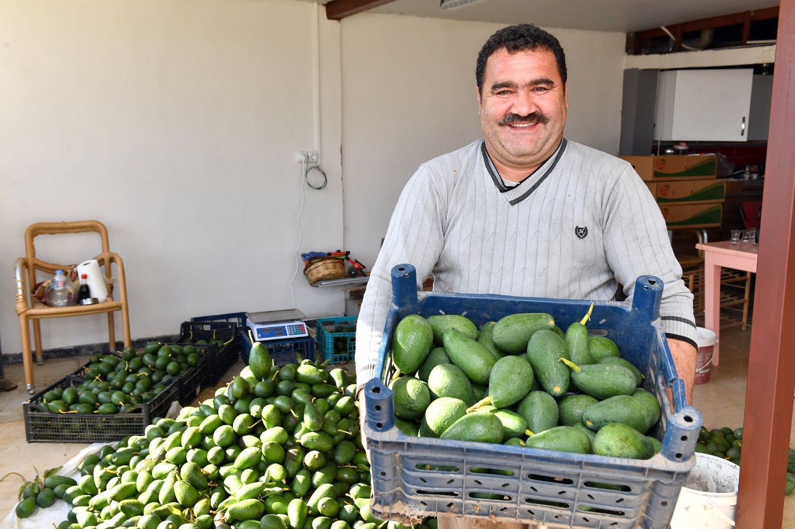 Avokado üreticileri hasat yaptı