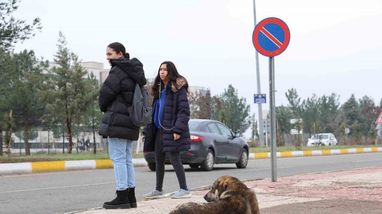 Sokak köpekleri için barınak ve çip vurgusu