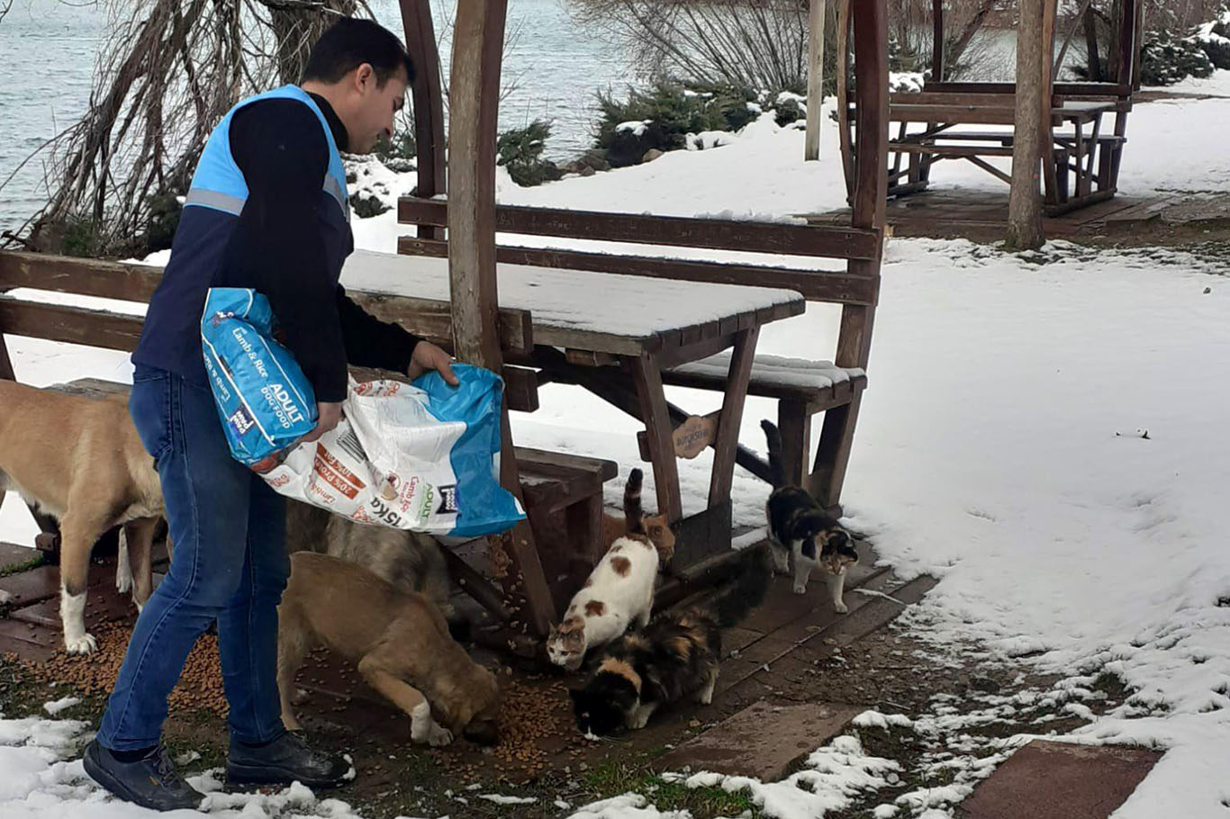 Belediye sokak hayvanlarına mama bıraktı