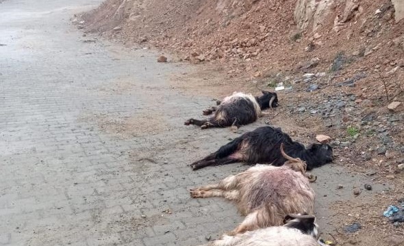 Kulp'ta Sokak Köpekleri Ahırda 15 Keçiyi Telef Etti