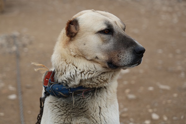 Kangal Köpekleri, Yerleşim Alanlarındaki Kurt Tehditlerine Karşı Güvenlik Sağlıyor!