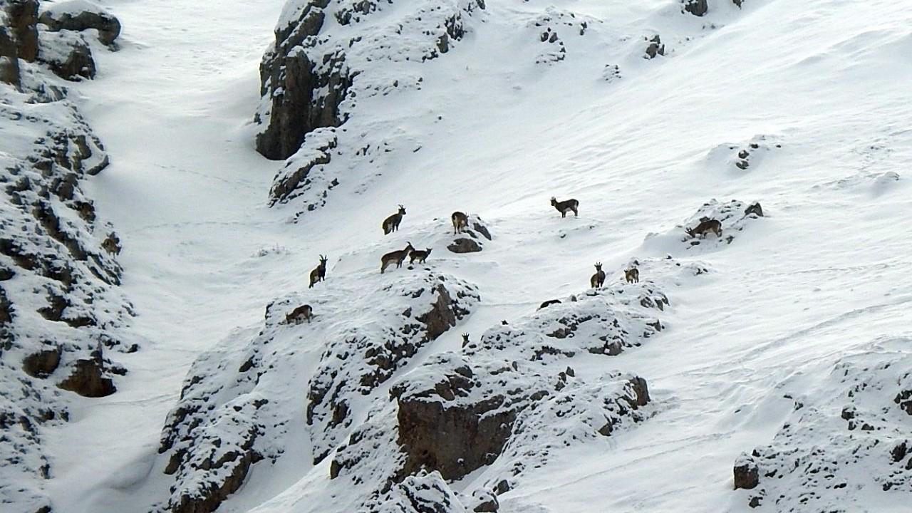 Dağ keçileri Munzur Dağlarına renk katıyor