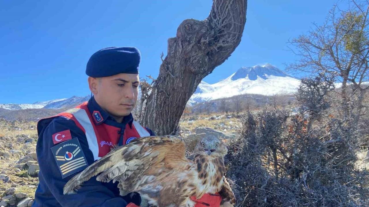 Jandarmanın yaralı bulduğu kızıl şahin tedavi altında