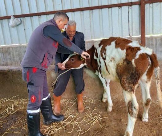 Söke’de şap hastalığı için aşılama çalışmaları devam ediyor