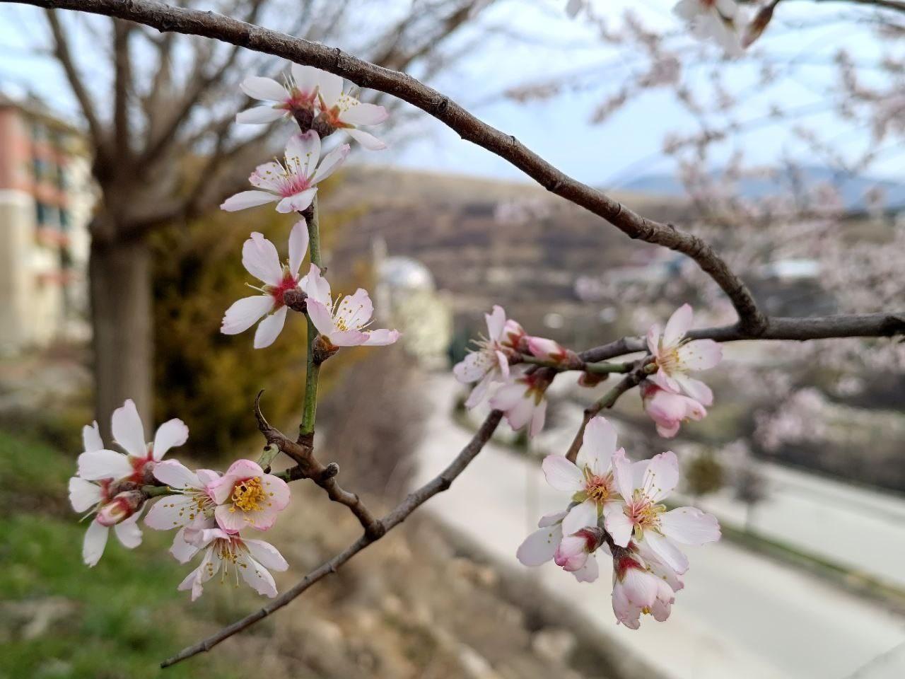 Badem ağaçları çiçek açtı, üretici tedirgin