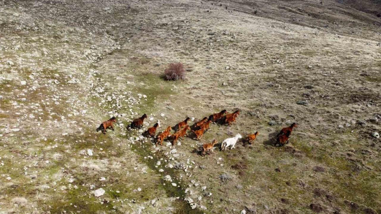 Yılkı Atları, Yaylalarda Sürü Halinde Geziyor!