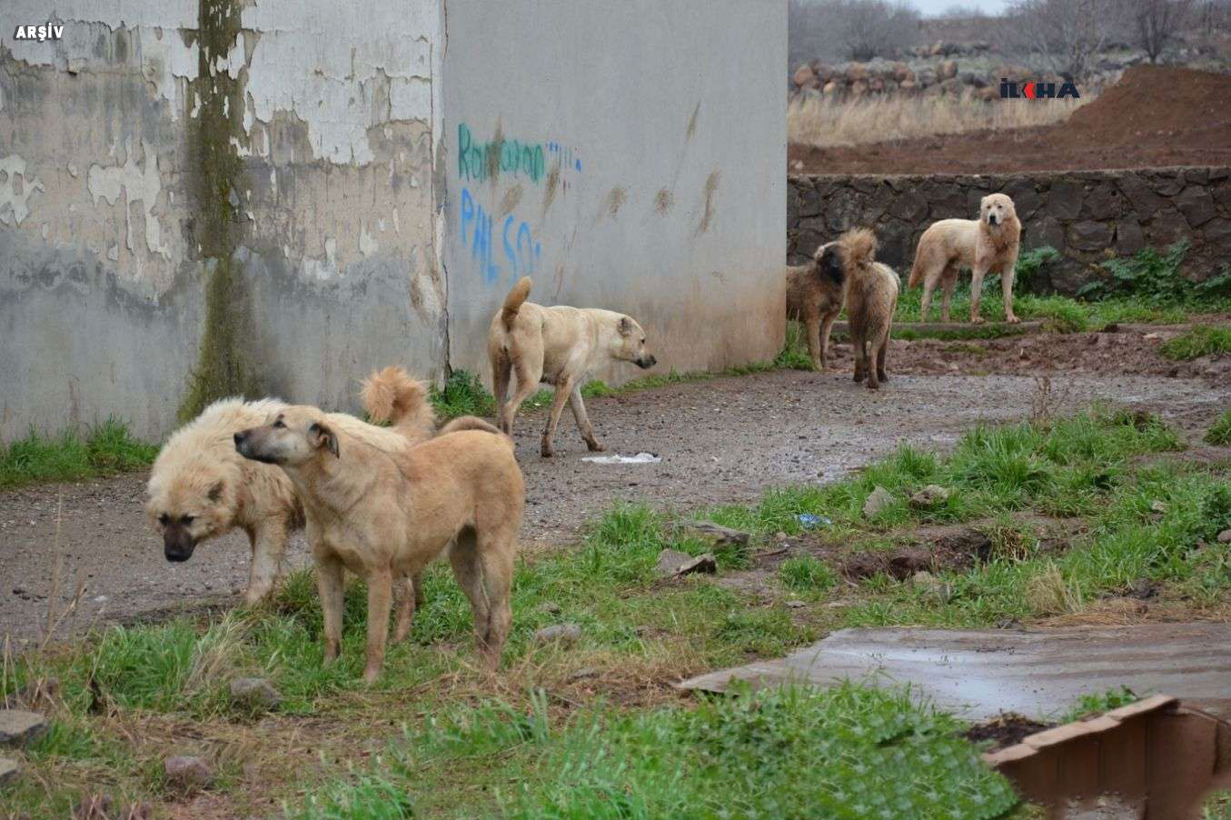 Köpekler 11 büyükbaş hayvanı telef etti