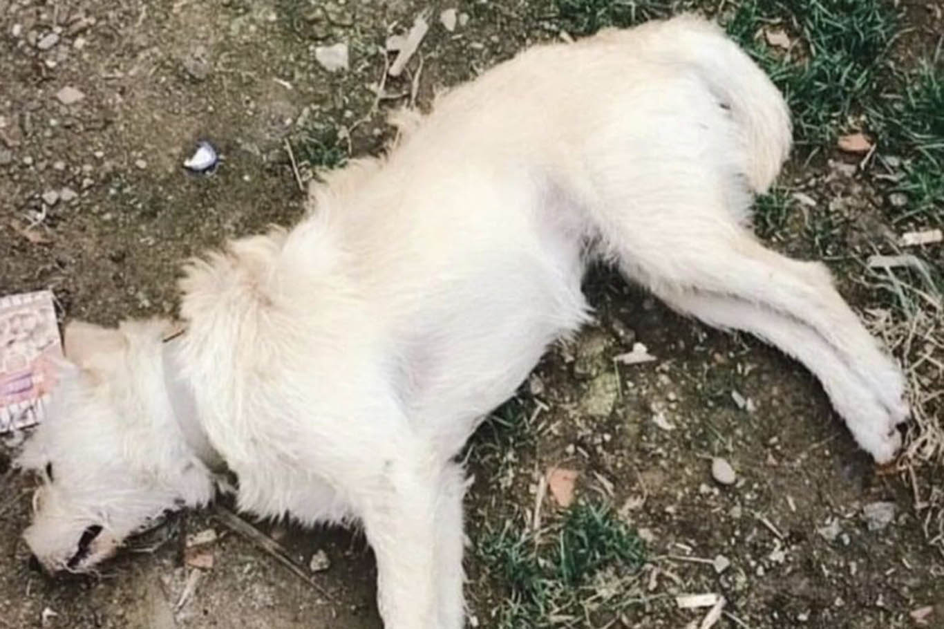 Gökçeada'da Zehirlenen 14 Köpek Olayı Şoke Etti: Sorumlular Belirlenmeye Çalışılıyor