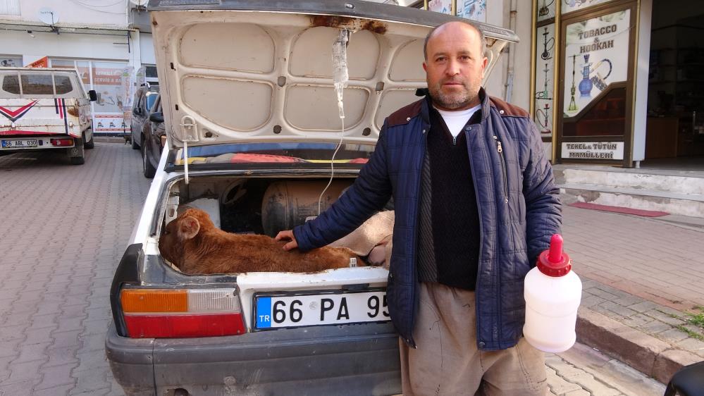 Buzağısını tedavisi bitene kadar bekledi!