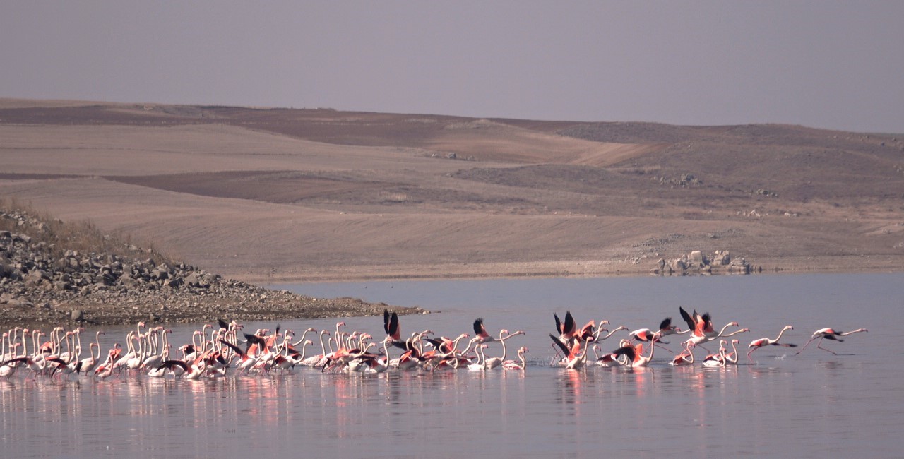 Flamingolar bozkıra!