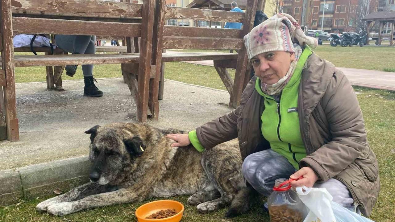 22 yıldır sokak hayvanlarını besliyor