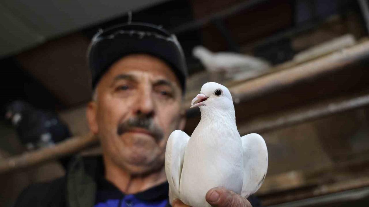 40 yıldır kumrularla çocuk gibi ilgileniyor