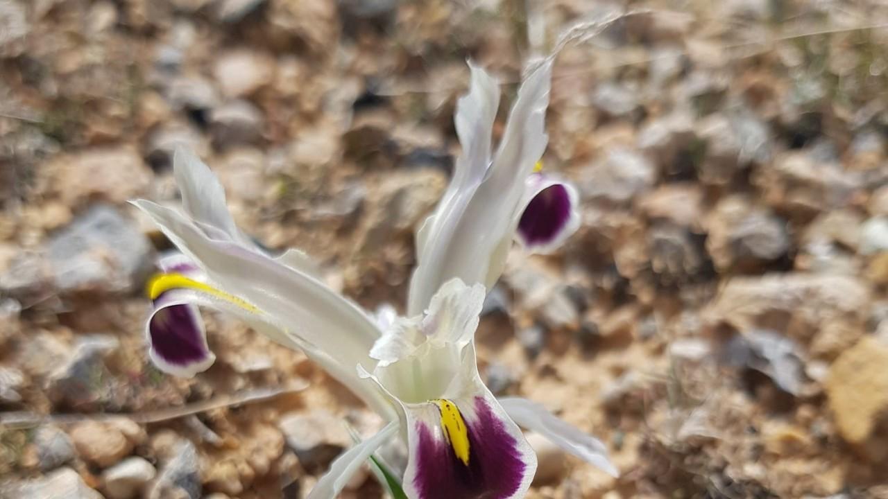 Nevruz Çiçekleri açtı