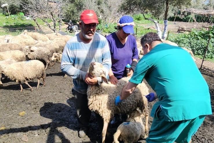 Söke’de küçükbaş hayvanlar aşılandı