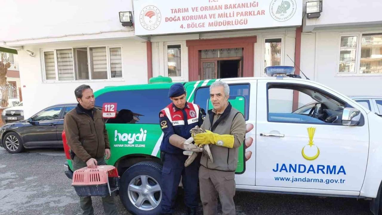 Yaralı bulunan şahin tedavi altına alındı