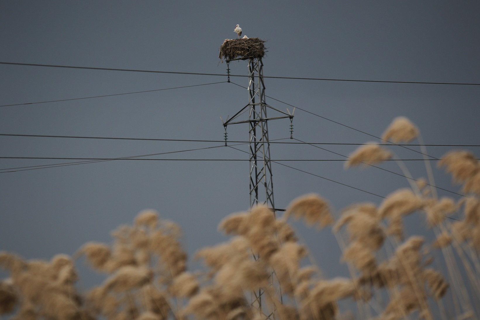 Dicle Nehri, Bismil'de Leyleklere Ev Sahipliği Yapıyor