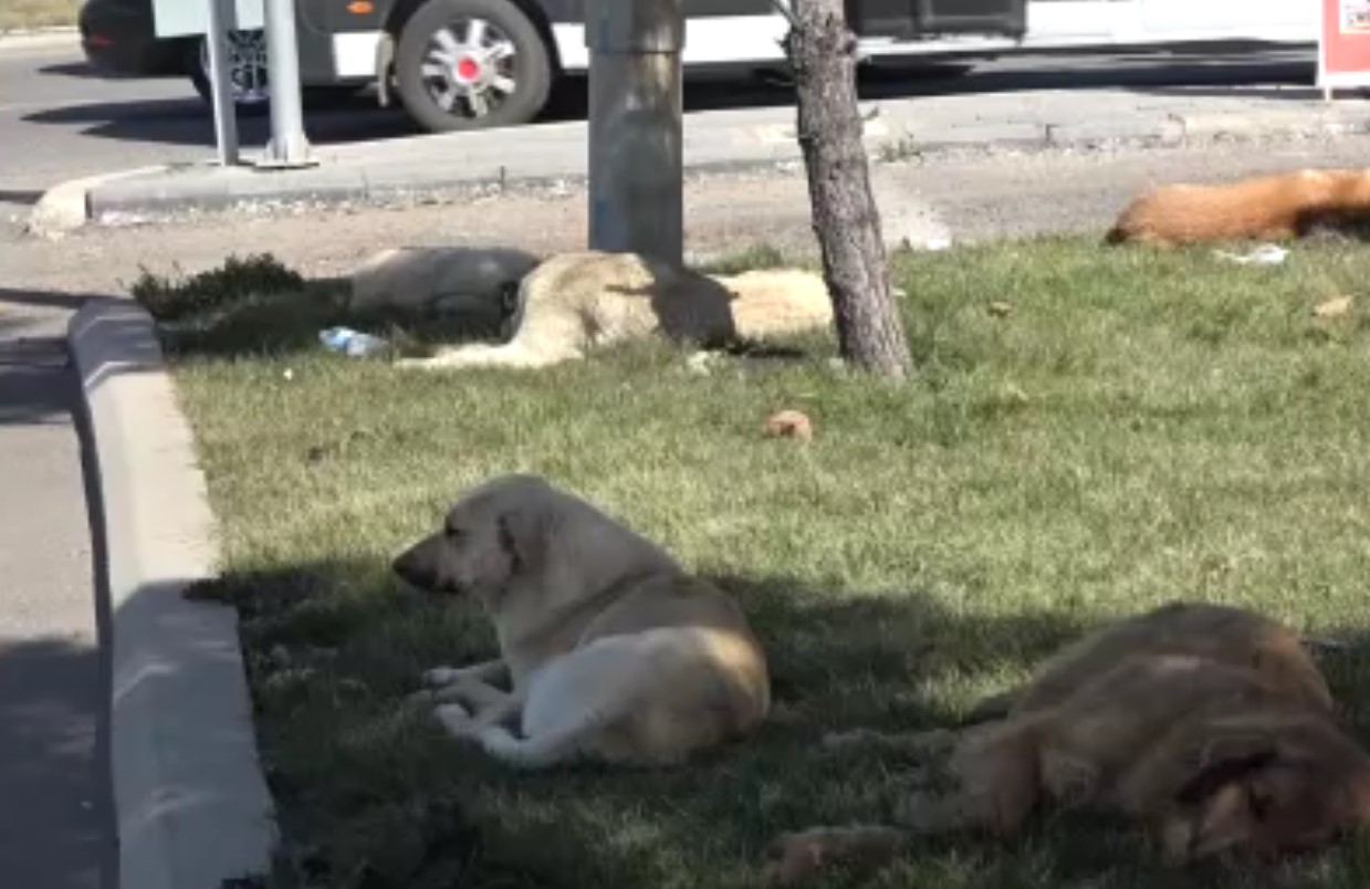 Diyarbakır'da Sokak Köpeği Faciası: Aynı Günde 8 Vatandaş Isırıldı