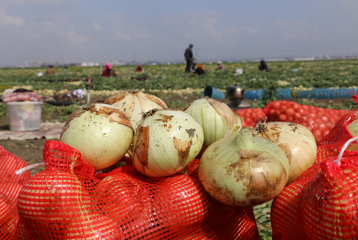 Adana'da turfanda soğan hasadı başladı