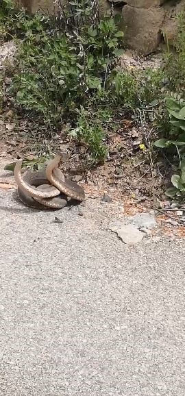 Artvin’de yılanların dansı görüntülendi