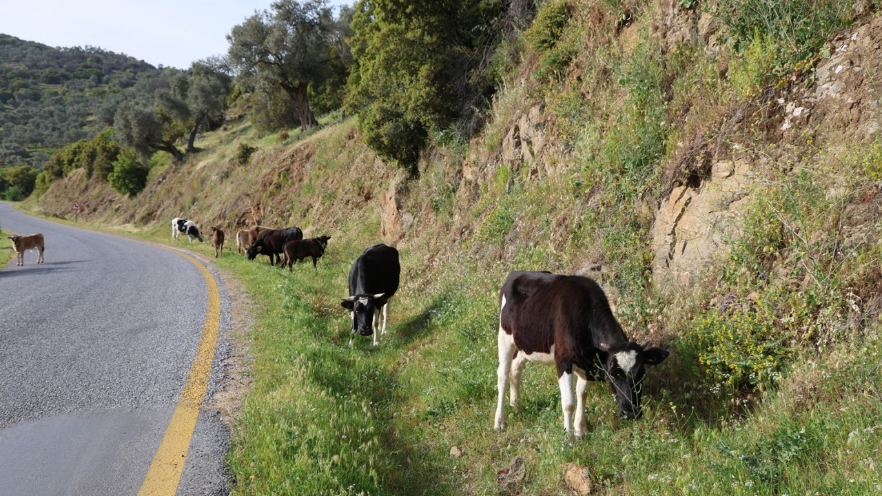 Bahar ayları ile birlikte yol kenarları meraya döndü