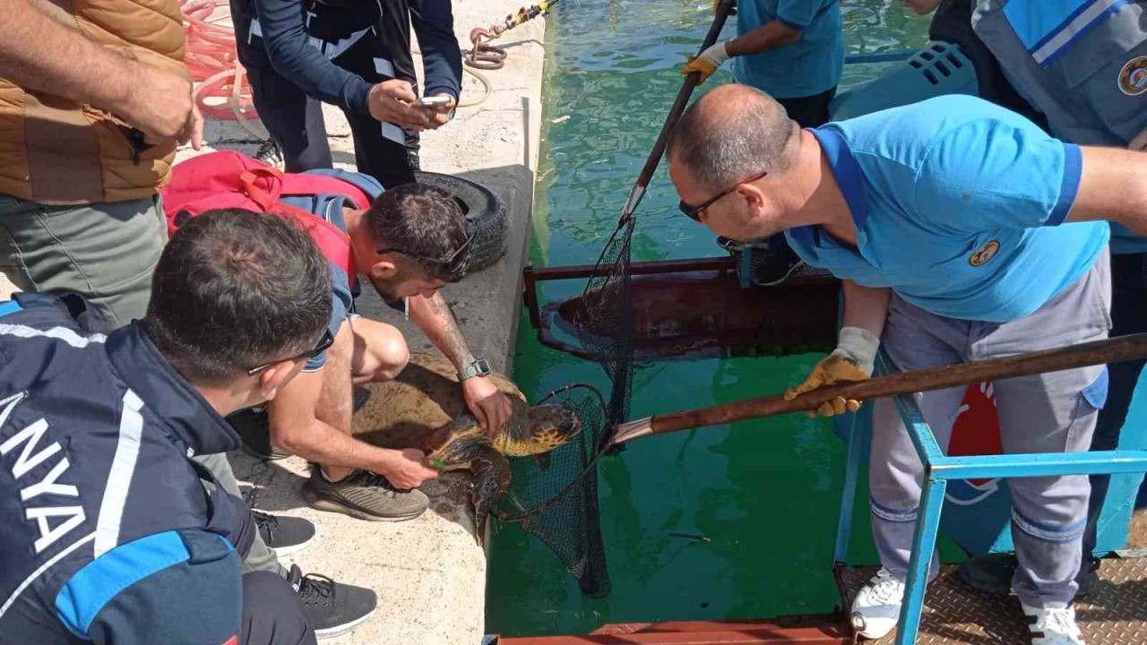 Misinaya dolanan caretta için seferber oldular