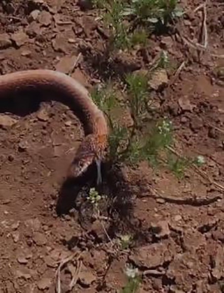 Su kuyusundan 2 metrelik yılan çıktı