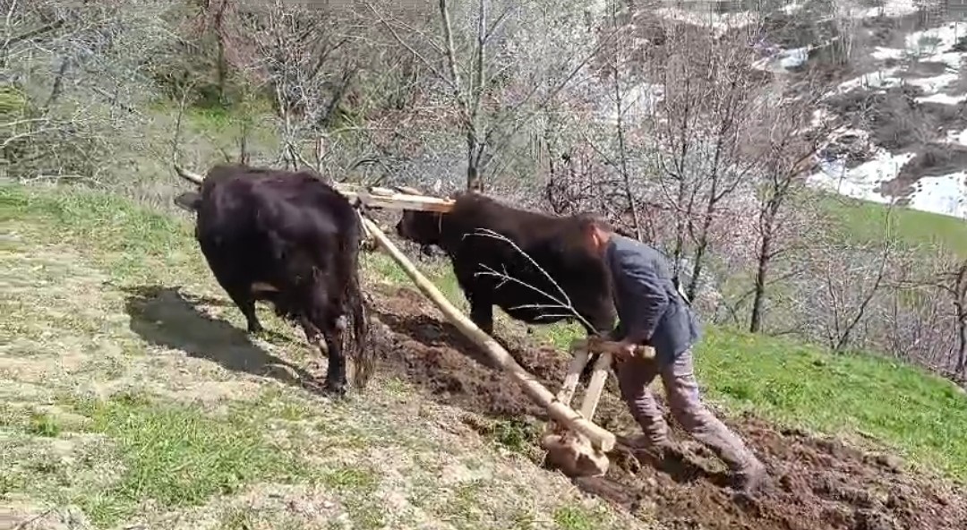 Bu Sene de Böyle Oldu Kara saban deyu deyu!