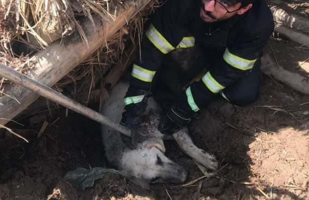 Bismil'de Çöken Ahıldan Kurtarılan Köpek