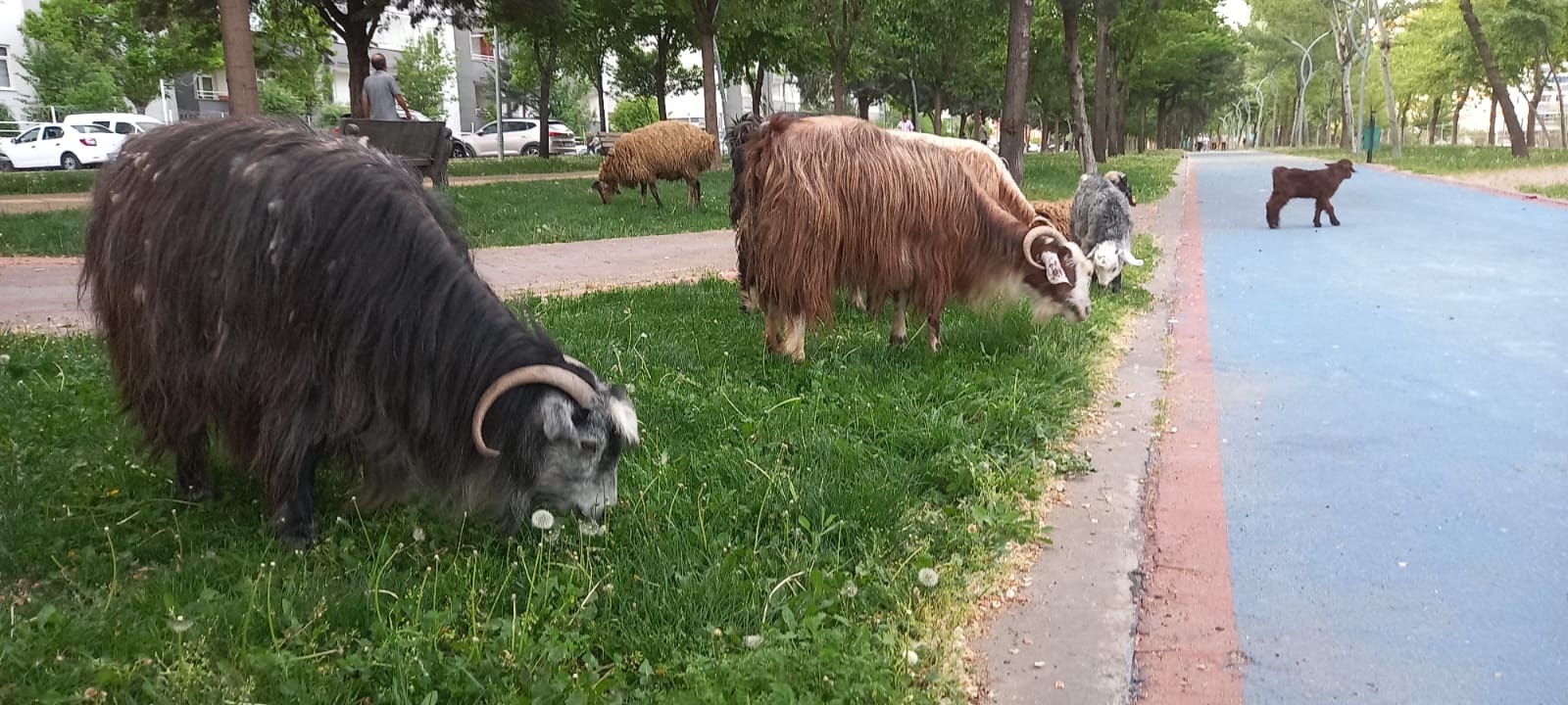 Diyarbakır'da Parklar Mera Alanına Döndü?