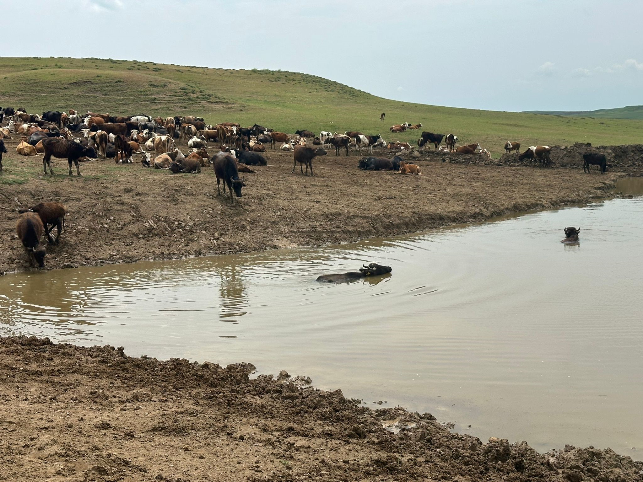 Diyarbakır'da Hayvanların Su İhtiyacını Karşılamak İçin Gölet Bakımı