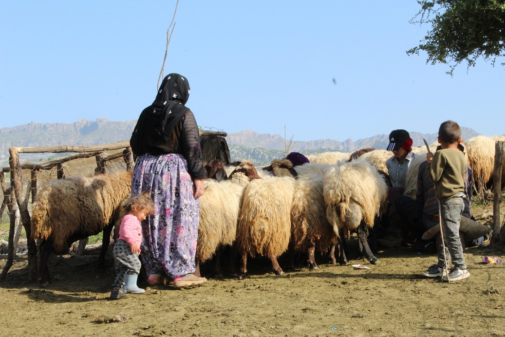 Şırnak'ta Göçer Hayvancılığının Yayla Yolculuğu