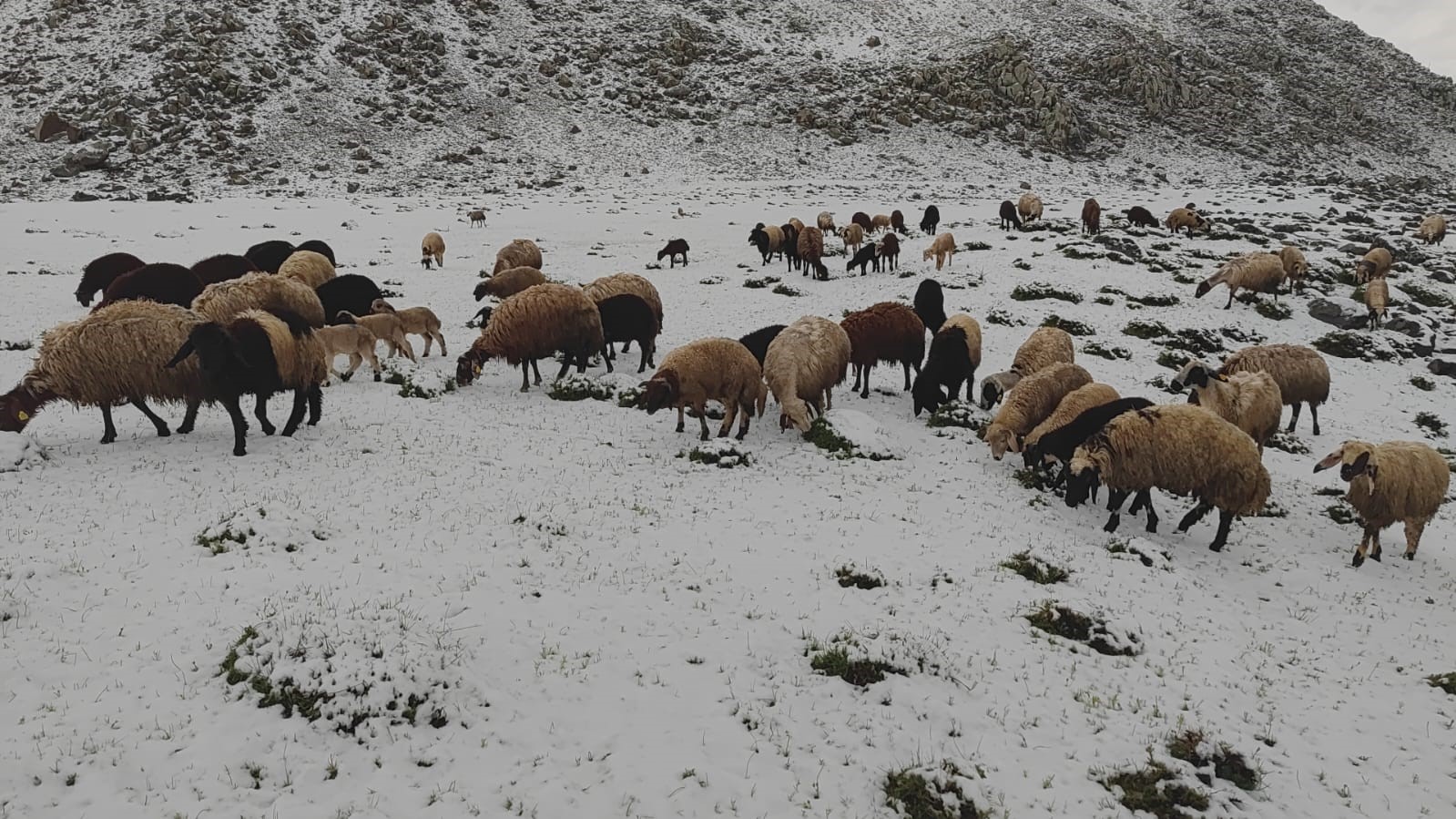 Adilcevaz'da Mayıs Karı Şaşkınlığı